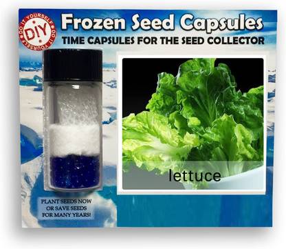 Qualtivate ™ Lettuce Iceberg Frozen Seeds Time Capsule(400 Seeds) Seed