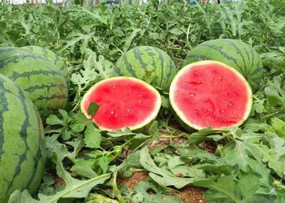 ME Traders WaterMelon Hybrid Seed