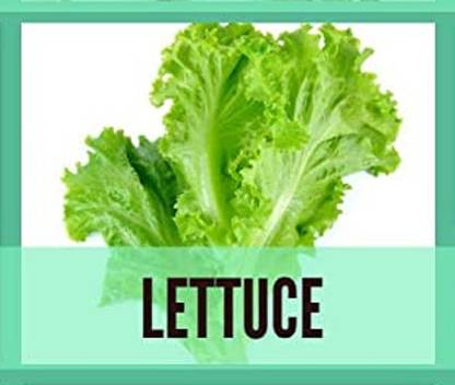 CYBEXIS Organic Lettuce Seeds-500 Seeds Seed