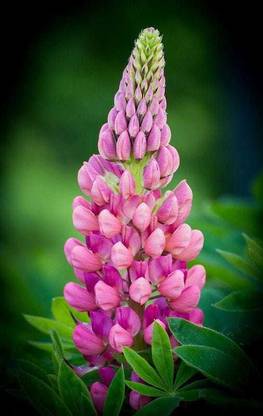 SIDDHI VINAYAK GALLERY muscari Seed