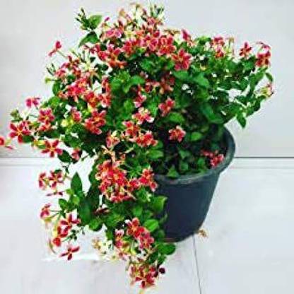 PALAK Madhumalti/Rangoon Creeper