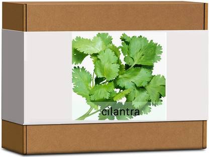 Qualtivate Cilantra Seed