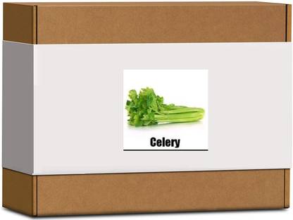 CYBEXIS High Germination Celery Seeds-350 Seeds Seed