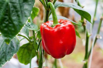 Seedsqlty simla chilli seeds Seed