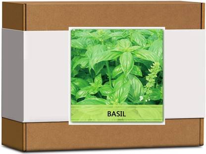 CYBEXIS High Germination Basil Seeds-500 Seeds Seed