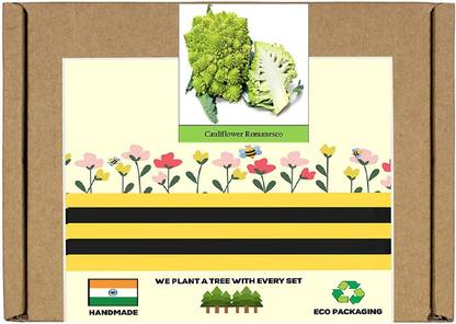 CYBEXIS F1 Hybrid Broccoli/Cauliflower Romanesco Seeds1000 Seeds Seed