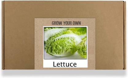 Qualtivate ® Fast Germination Lettuce Seeds(250 Seeds) Seed