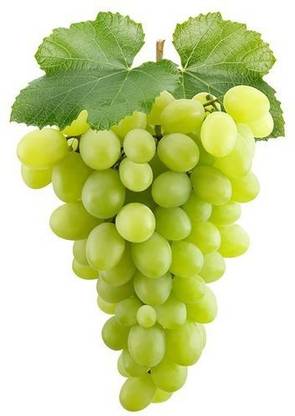 Paudha Grapes Seed