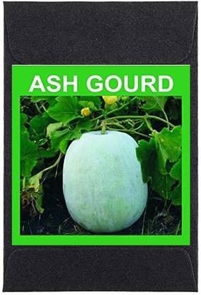 CYBEXIS Heirloom Ash Gourd Seeds-100 Seeds Seed