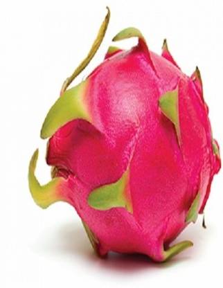 PLANTZON Dragon Fruit Seed