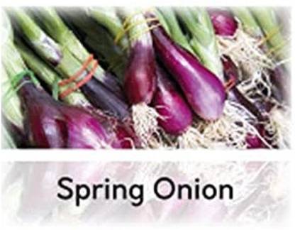 Qualtivate ® Hybrid Spring Onion Welsh Red Seeds(750 Seeds) Seed