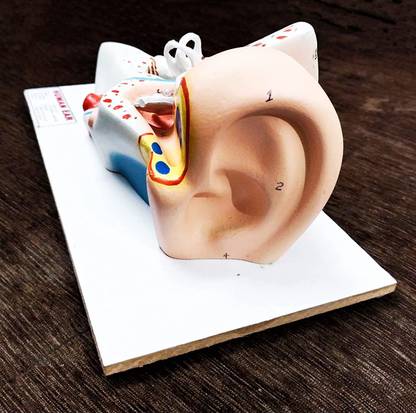 dwij collection Anand traders human ear model, 3D model for educational purpose Anatomical Body Model