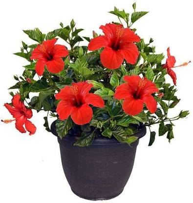Cloud Farm Hibiscus Plant
