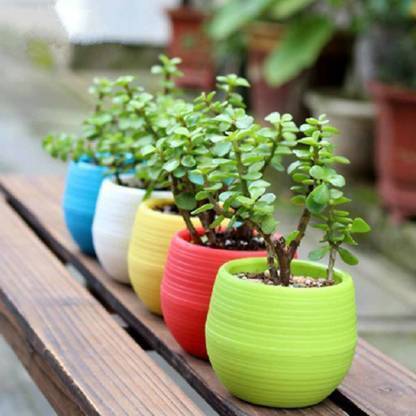 JR GLOBLE Jade Plant