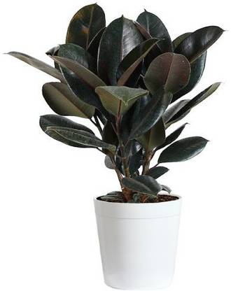 INDRA GARDENS Rubber Tree