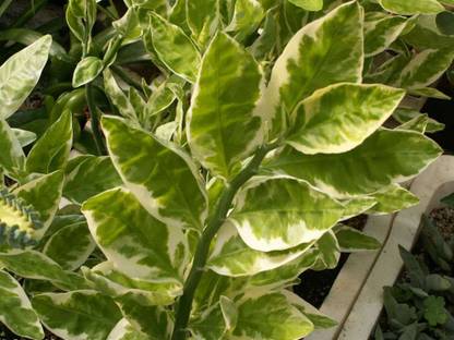 Infinite Green Devils Backbone Succulent Plant