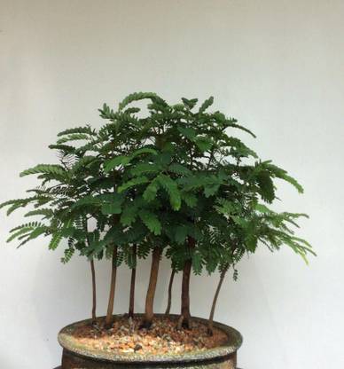 Bee Green Tamarind Plant