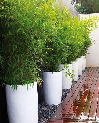 Grinian Two Layer Bamboo Plant