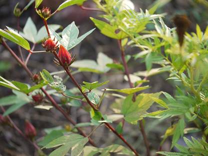 Fresco gongura seeds Seed
