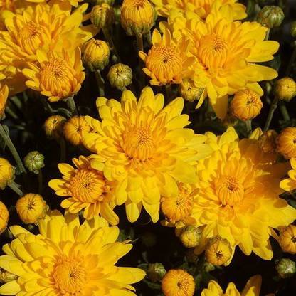 Liance Yellow-garden-mum-chrysanthemum Seed