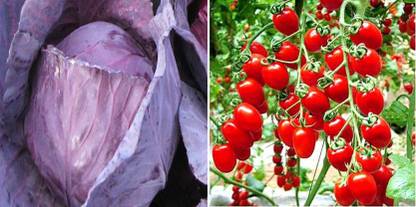 xcentax Cherry Tomato, RED CABBAGE IMP. TOPAS Seed
