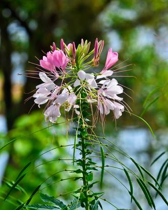 Nodoc Cloeme spinosa mix Seed