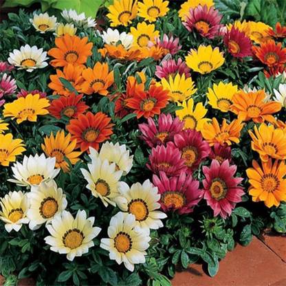 Mozette Gazania Seed