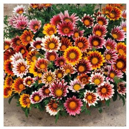 Mozette Exotic gazania Seed