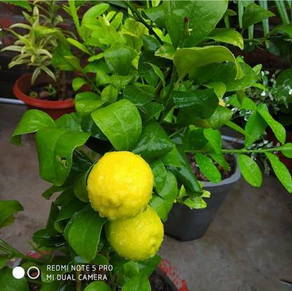 Click to purchase Lemon Plant
