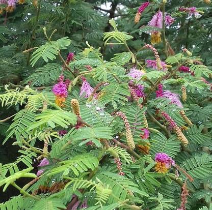 Click to purchase Shami/Jand Plant