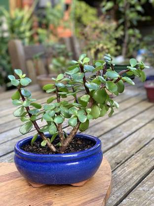 Bee Green Jade Plant