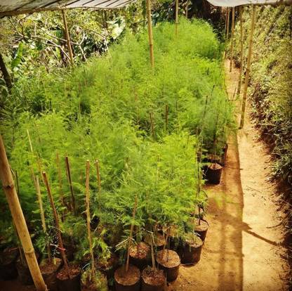 Click to purchase Asparagus Plant