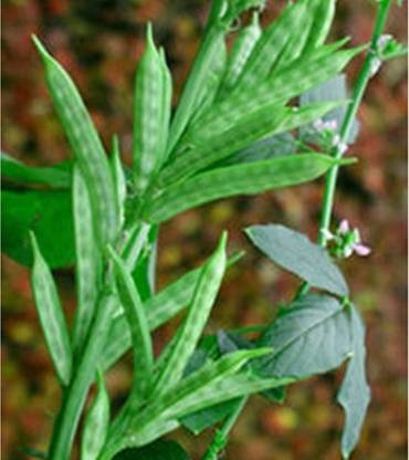 PRADHAM SEEDS CLUSTER BEAN SHORT VARIETY Seed