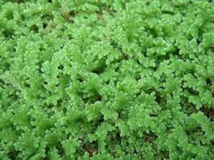growfine Azolla Seed