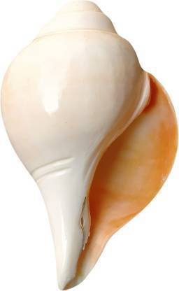 krishna co Blowing, Sacred Shankh