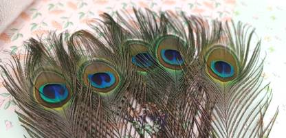CRAFTWAFT Pack of 5 Decorative Feathers