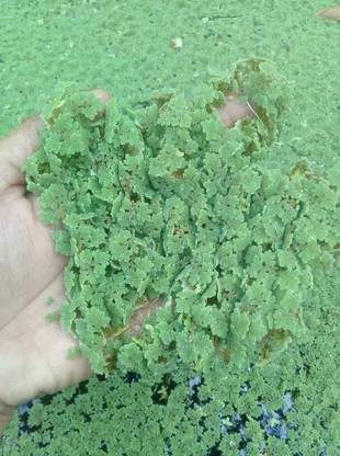 seedkart Azolla Seed