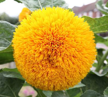 MegaValue Sunflower Teddy Bear Seed