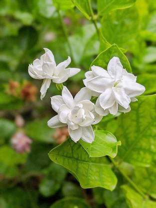 Platone Jasmine Plant