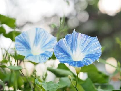 PMB Ipomoea Heavenly Blue Morning Glory Seed