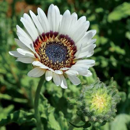 PMB Venedium Fastuosum White Seed