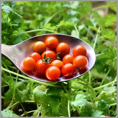 GARDENHUNT Spoon Tomato (World's Smallest Tomato) Seed