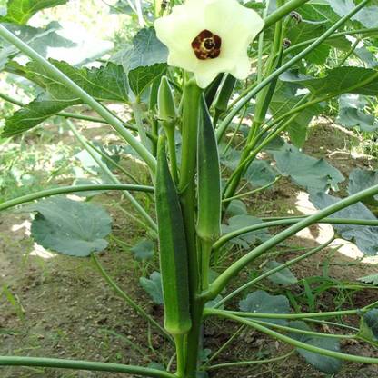 VibeX XLR-57 - Lady’s Finger F-1 Hybrid - (150 Seeds) Seed