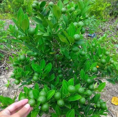 ROYAL NURSERY Lemon Plant