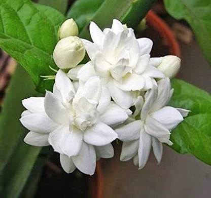Platone Jasmine Plant