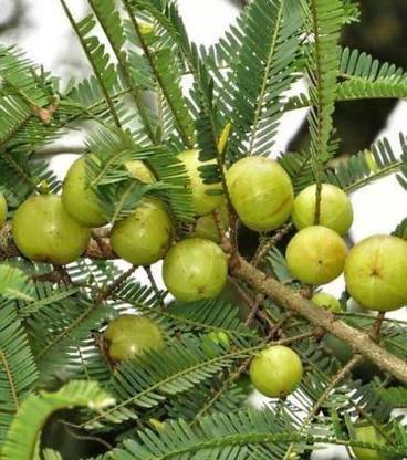 ROYAL NURSERY Amla Plant