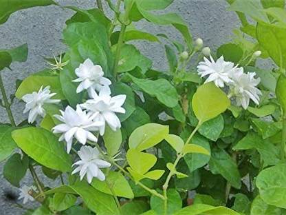 KUMUBON Jasmine Plant