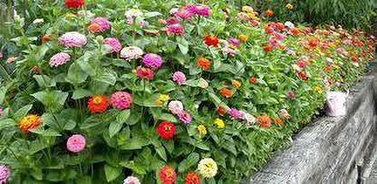 Ilyas F Zinnia Double Mixed Flowers Seed