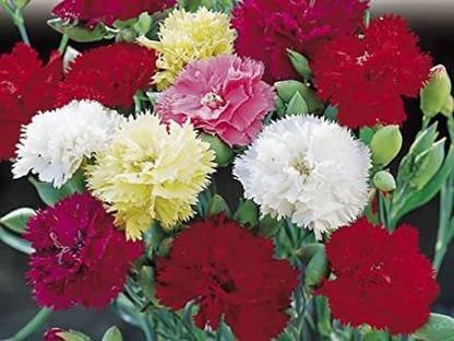 Green World CARNATION CHAUBAD MIX (DIANTHUS CARYOPHYLLUS) FOR KITCHEN GARDENINIG (10 SEEDS) Seed