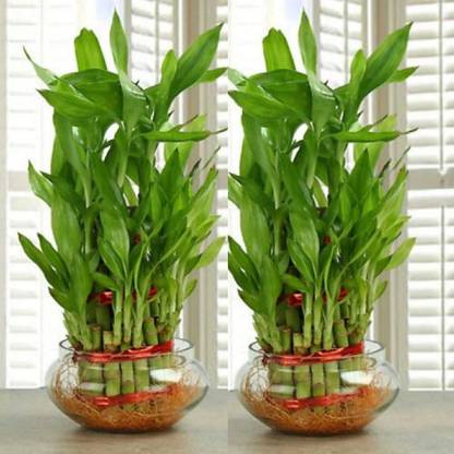 sanaYaa Two Layer Bamboo Plant